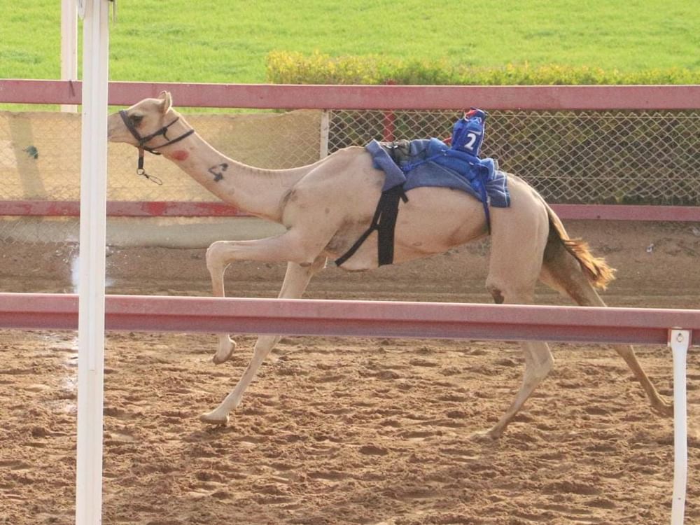 ميدان الذيد يشهد منافسات جديدة لـ " سن الفطامين"