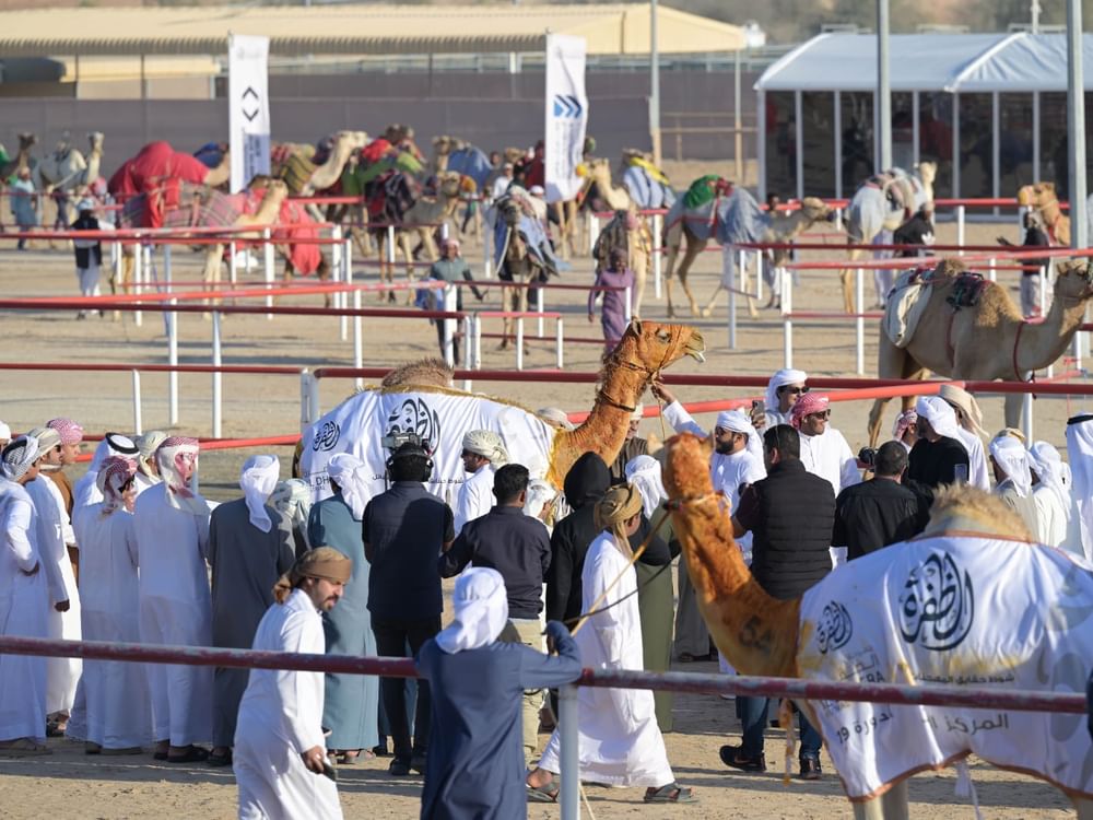 تواصل منافسات "أشواط الحقايق" في مزاينة الإبل بمهرجان الظفرة الختامي