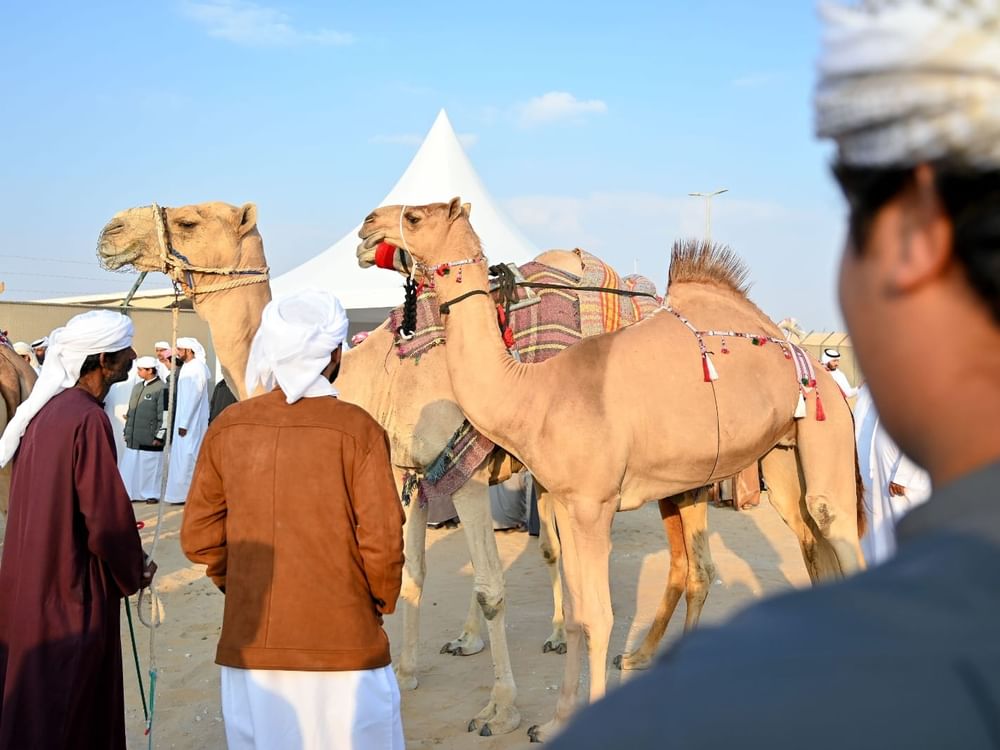 مزاينة مدينة زايد في مهرجان الظفرة تنطلق الخميس المقبل