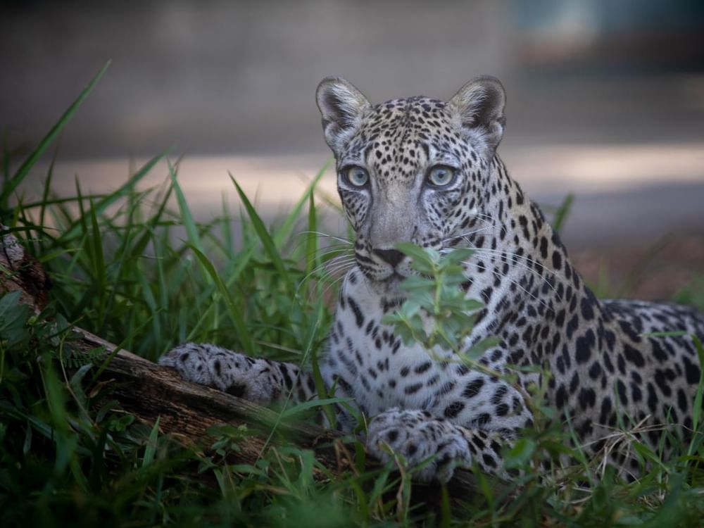 L’Autorité de l’environnement et des zones protégées de Charjah participera au Congrès mondial de la nature de l’UICN