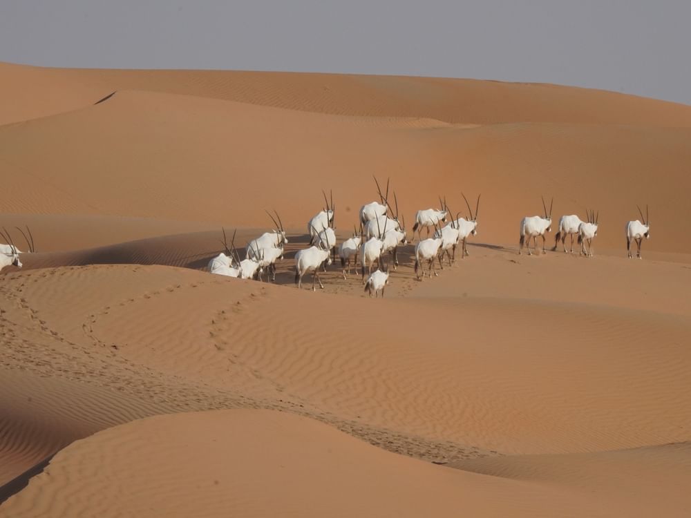 "بيئة أبوظبي" تُنظم ورشة العمل الإقليمية في مجال النقل لأغراض الصون الطبيعي وإعادة توطين المها العربي