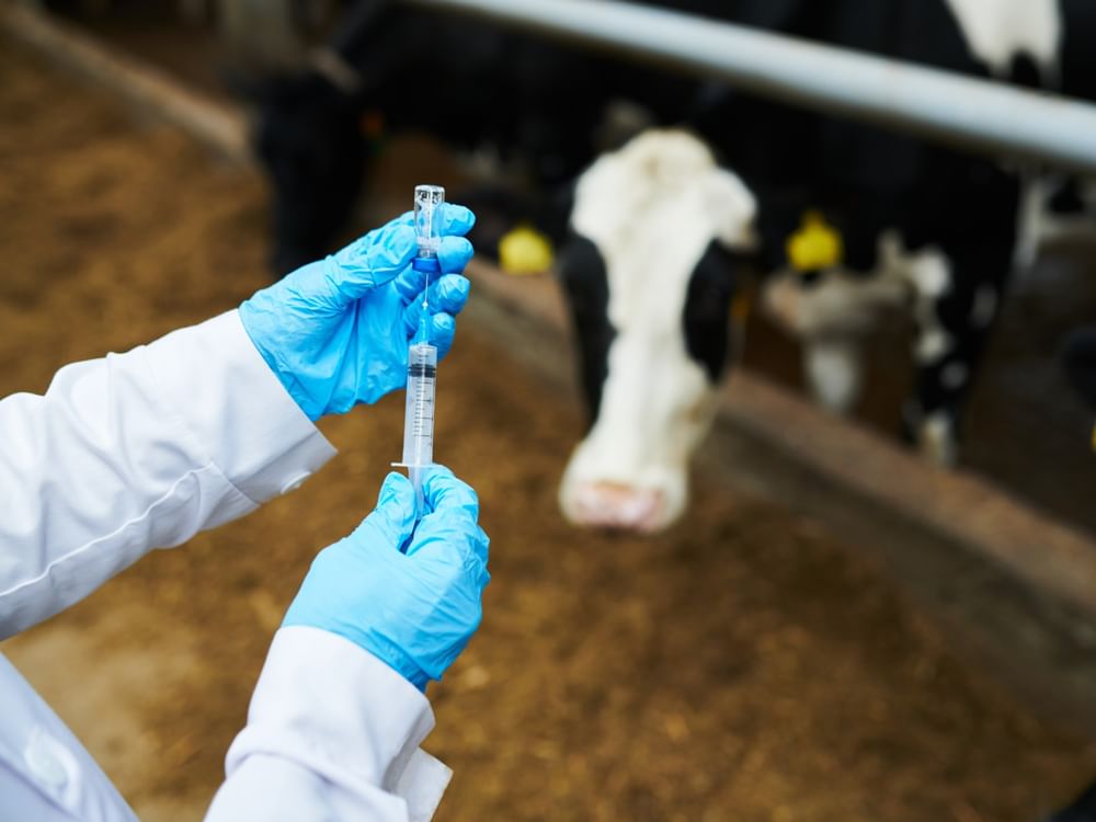 Australia develops world-first foot and mouth vaccine to protect livestock