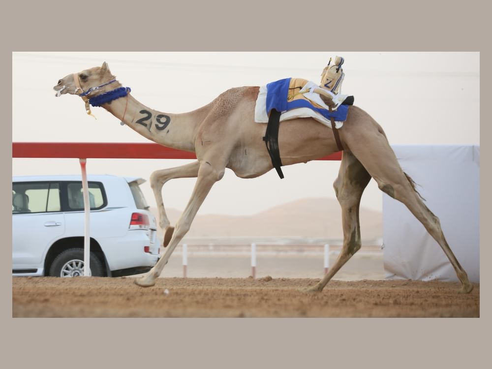 "فرح" تتألق و"مغادر" يحقق  "أفضل زمن" بمهرجان العين لسباقات الهجن