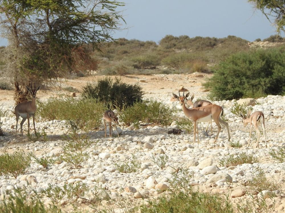 Oman secures seat on UNESCO's International Coordinating Council