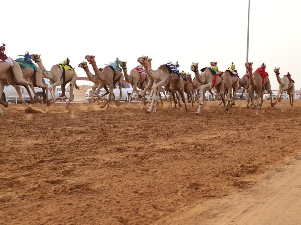Corrida em Sharjah reúne ao menos mil camelos em prova de 1.500 metros