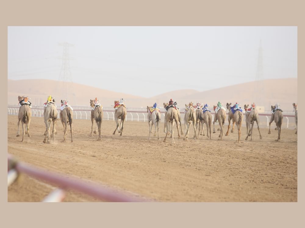  "الذيبة" تحقق " أفضل زمن" في "أشواط الثنايا" بمهرجان العين لسباقات الهجن