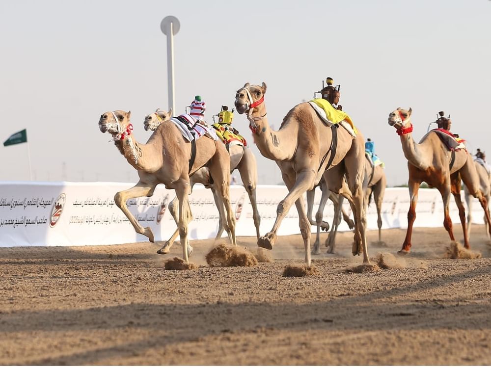 المهرجان الختامي السنوي لسباقات الهجن العربية الأصيلة ينطلق الاثنين في الوثبة