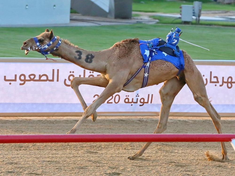مهرجان "البيت متوحد" للهجن ينطلق في الوثبة الخميس