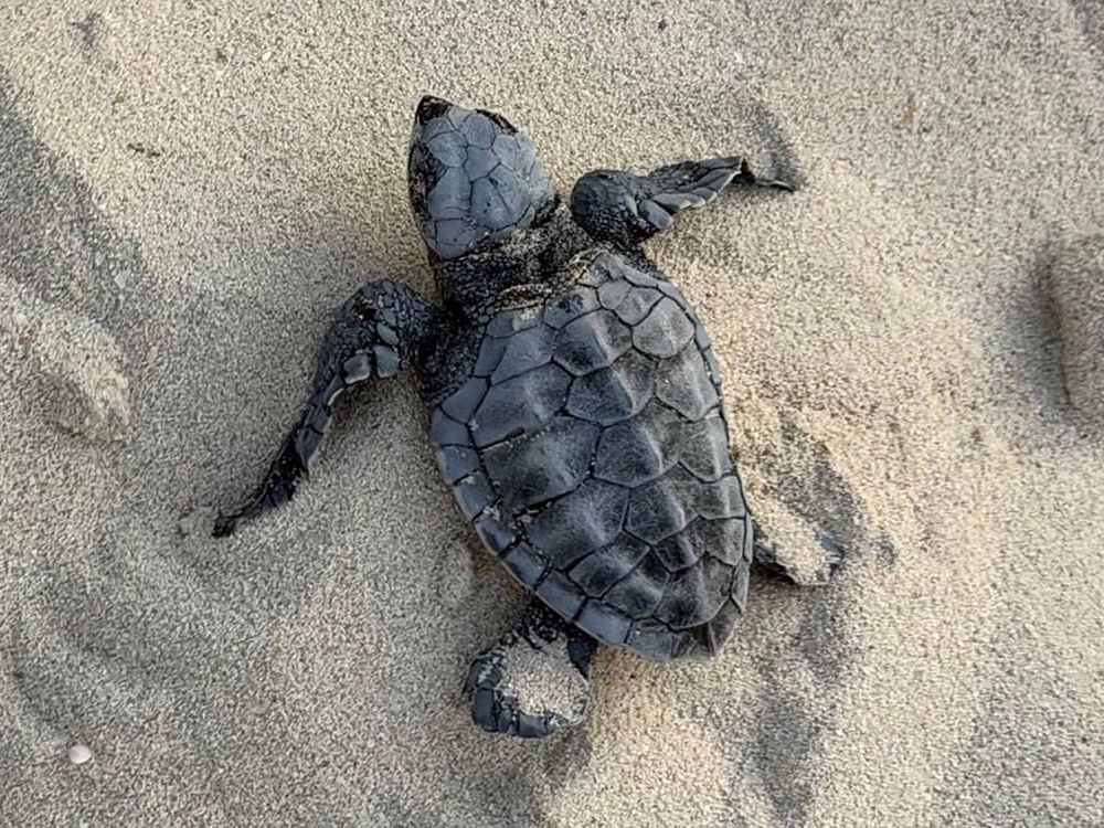 Environment Agency – Abu Dhabi records first olive ridley turtle nest in emirate