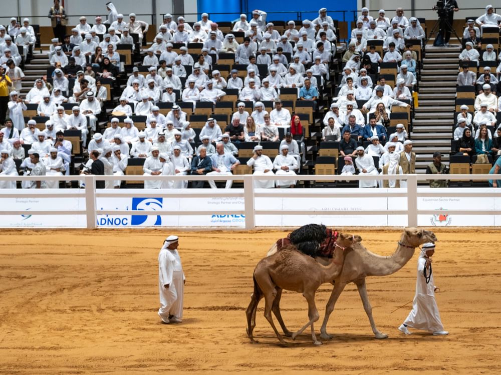 مليون و 770 ألف درهم مبيعات مزاد الهجن بمعرض أبوظبي الدولي للصيد والفروسية