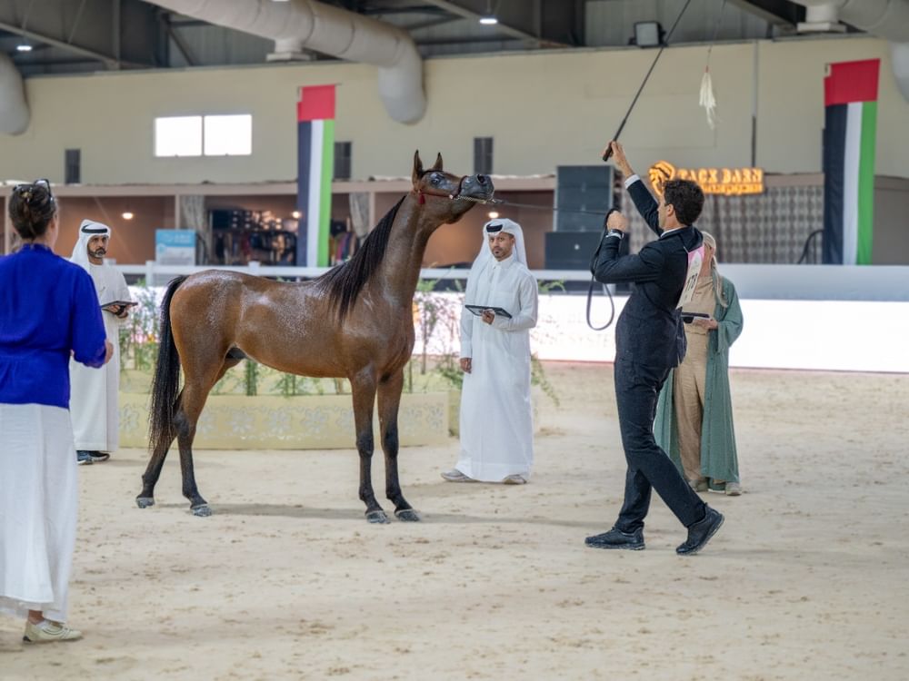 Emirates Arabian Horse Society National Championship concludes on high note