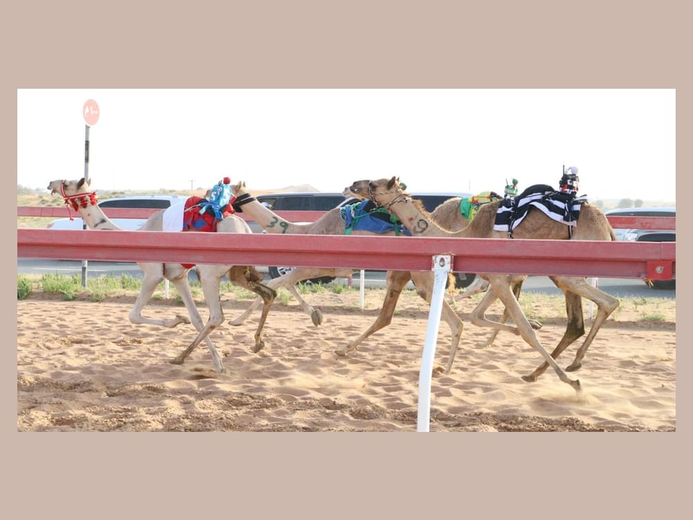منافسات جديدة لسن الفطامين بميدان الذيد لسباقات الهجن