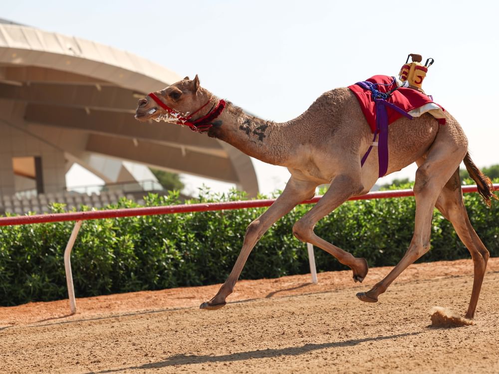 "عنابة" تحصد كأس "الأبكار الحقايق" في جائزة زايد الكبرى لسباقات الهجن
