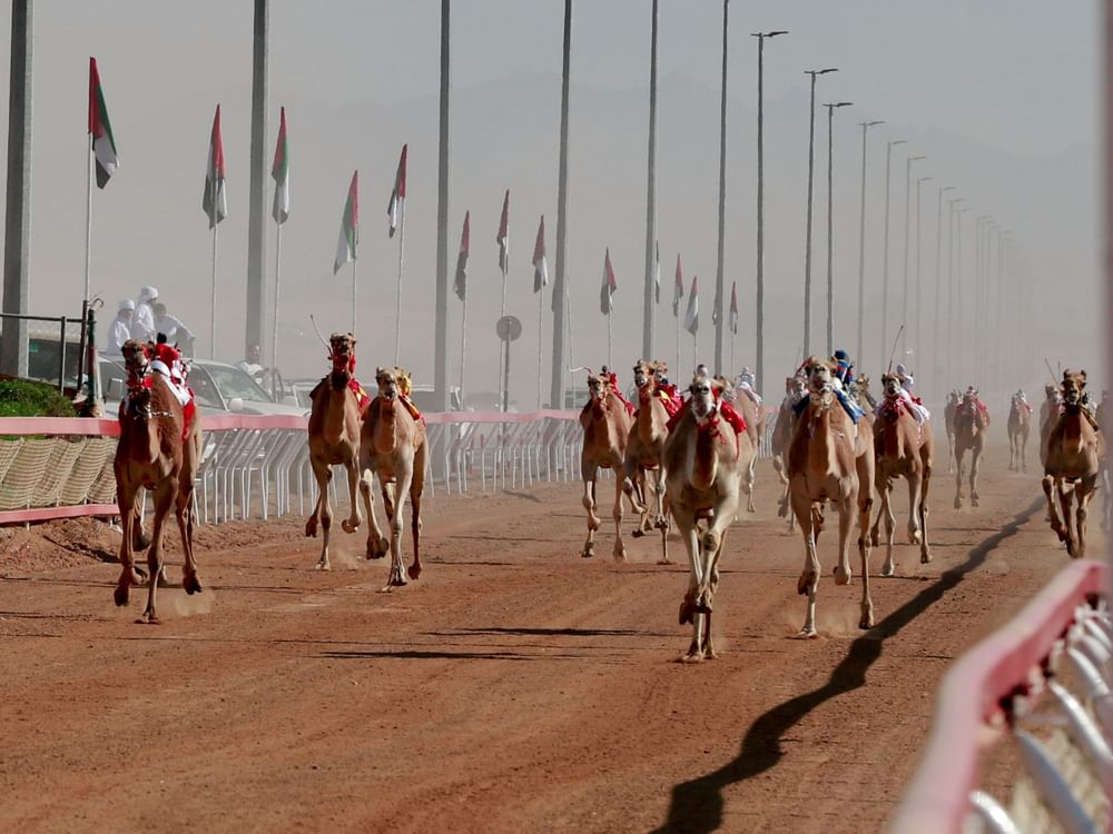 مهرجان محمد بن زايد للهجن ومزاينة الإبل "اللبسة" ينطلق الأربعاء المقبل