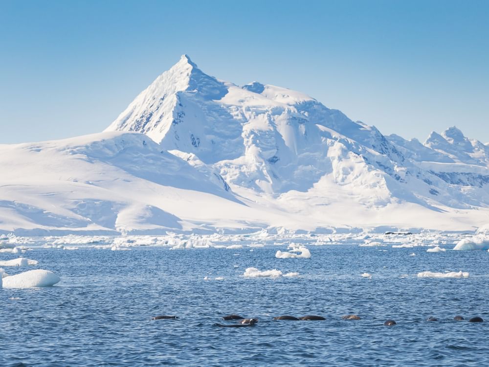 نهر هيكتوريا الجليدي في أنتاركتيكا يسجل أسرع تراجع في التاريخ الحديث خلال 2022