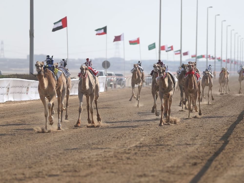 انطلاق المهرجان الختامي السنوي لسباقات الهجن العربية الأصيلة الأربعاء المقبل
