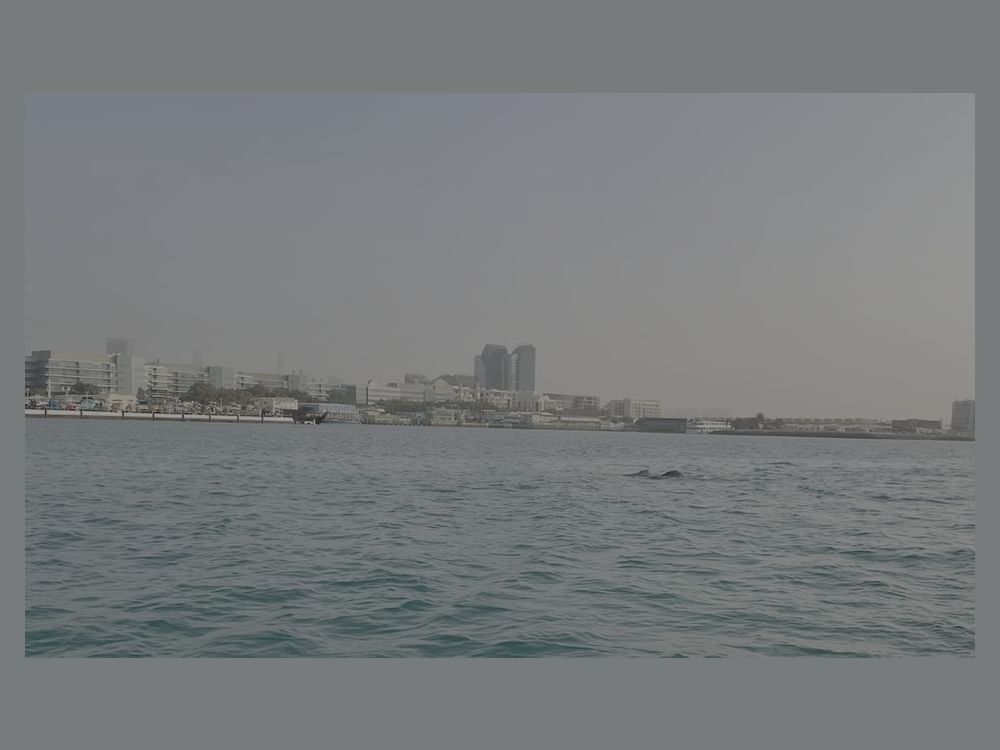 Sorbonne Abu Dhabi eDNA study finds 83 vertebrate taxa along urban coast