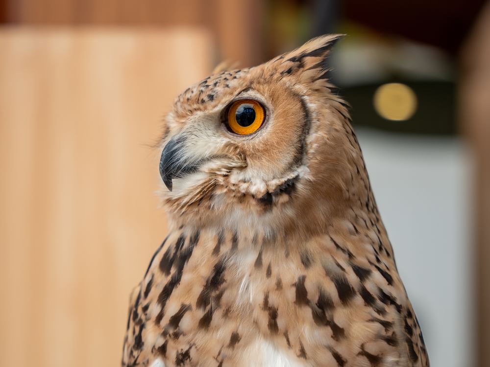 " العين الدولي للصيد والفروسية" يحتفي برمزية الصقور