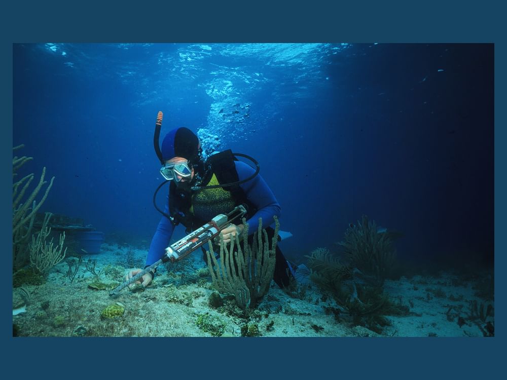AD Ports Group issues 'Coral Relocation in the Arabian Gulf' report