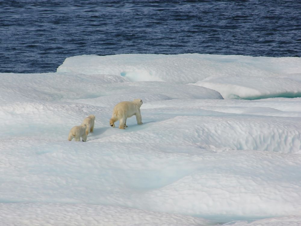 UAE joins Svalbard Treaty in Norway to support Arctic Research & Cooperation