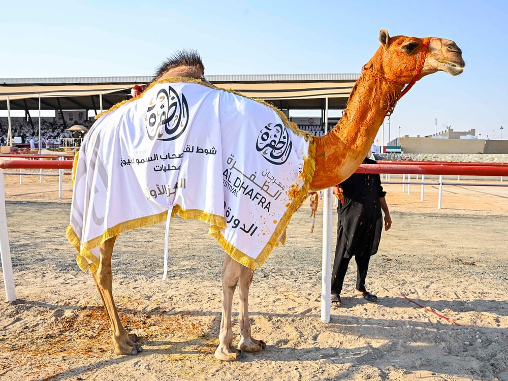 تواصل منافسات أشواط اللقايا في مزاينة الإبل بمهرجان الظفرة