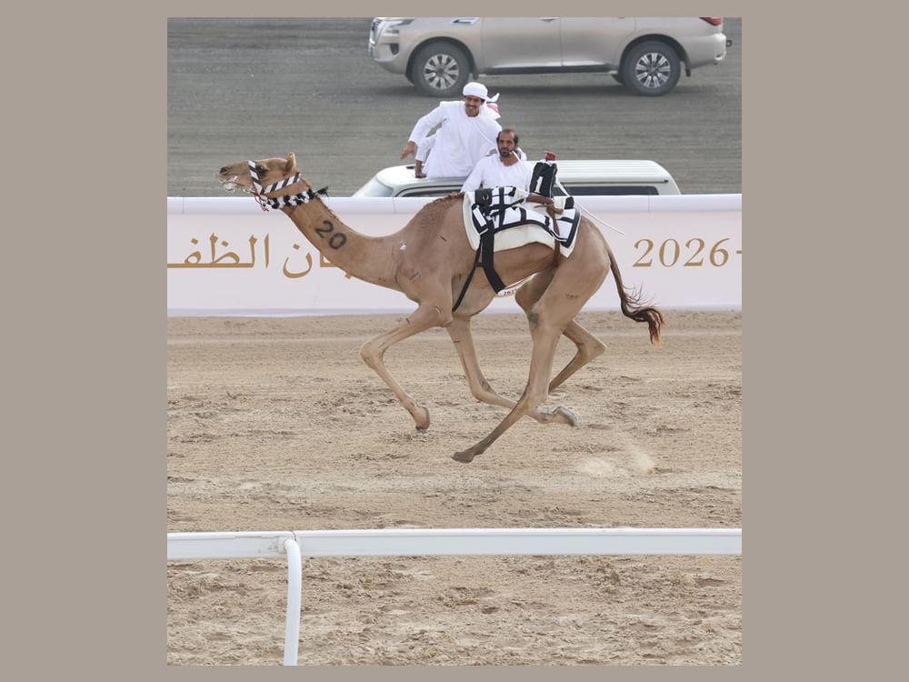 "الذيبة" تحصد كأس "الإيذاع الأبكار المفتوح" في ختام مهرجان الظفرة للهجن