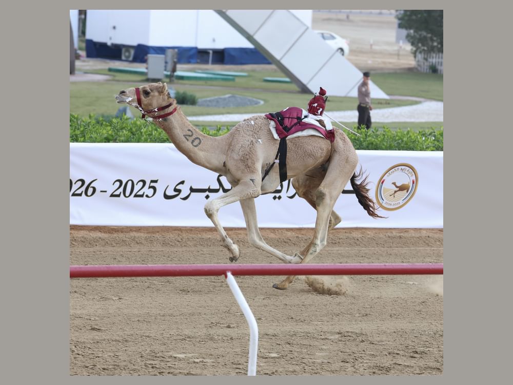 "الهدة" تتصدر أول أشواط "الحول" بمنافسات جائزة زايد الكبرى للهجن