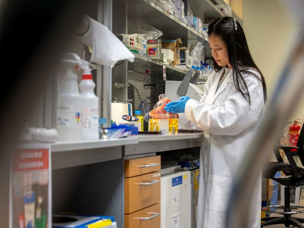 NYU Abu Dhabi study reveals how cells respond differently to cancer-causing gene