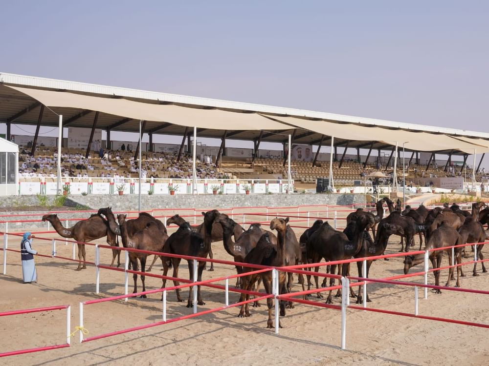 مشاركة واسعة في مزاينة مدينة زايد للإبل