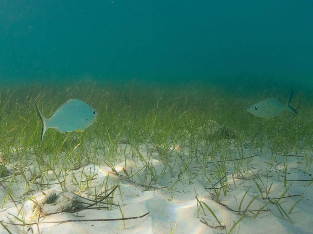 Environment Agency – Abu Dhabi partners with TotalEnergies to launch seagrass restoration programme