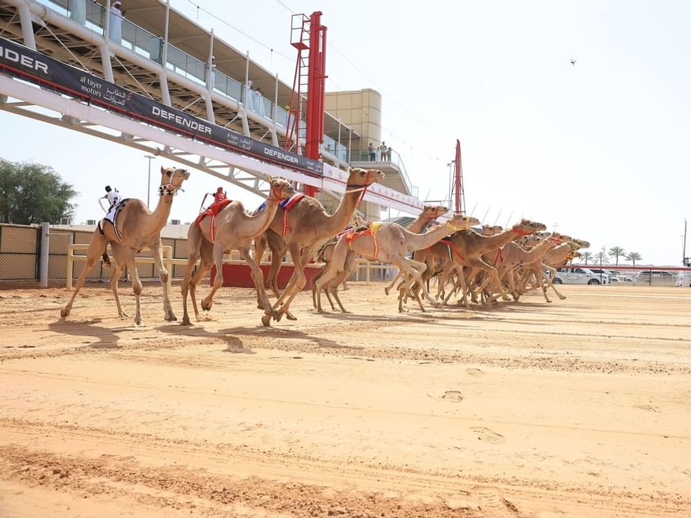 دبي لسباقات الهجن يطلق موسمه الجديد 11 سبتمبر الجاري