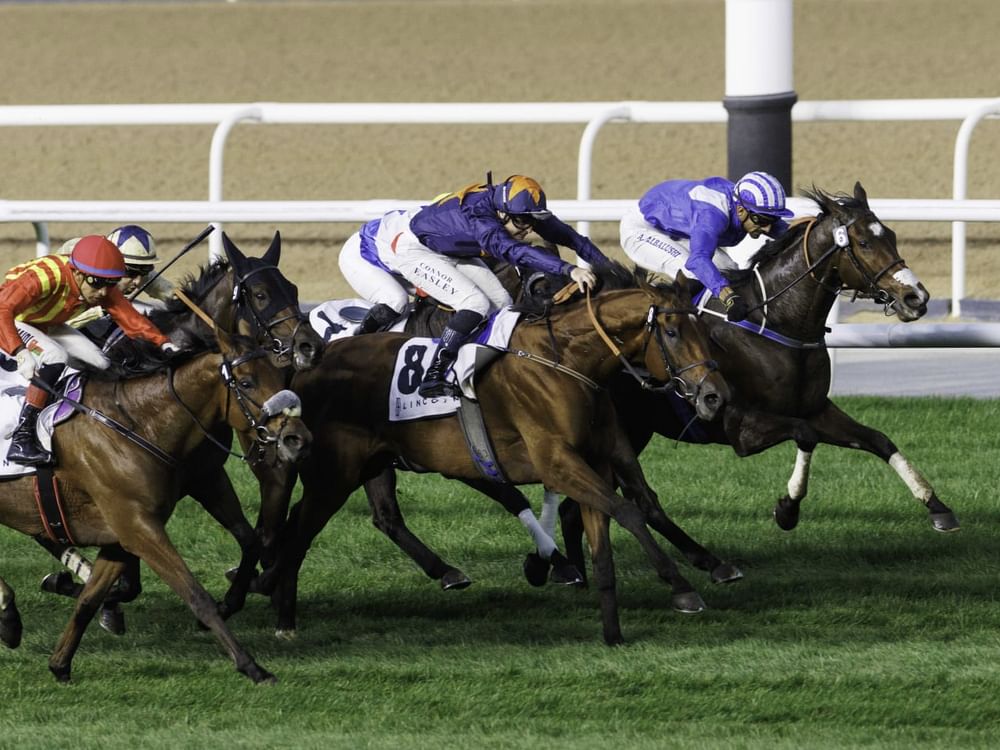 115 خيلاً تتنافس في الأمسية الـ 12 لكرنفال سباقات دبي 