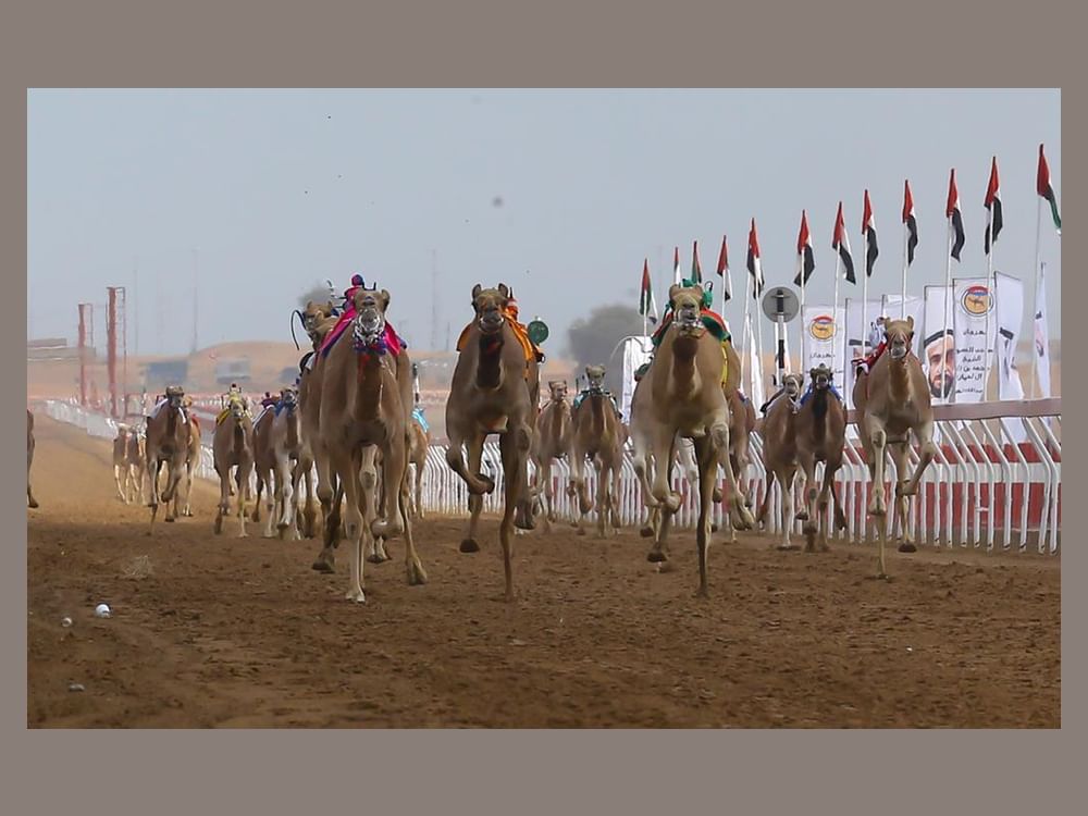 Mohamed bin Zayed Festival for Purebred Arabian Camel Racing 'Al Sawan – 2023-2024' begins tomorrow