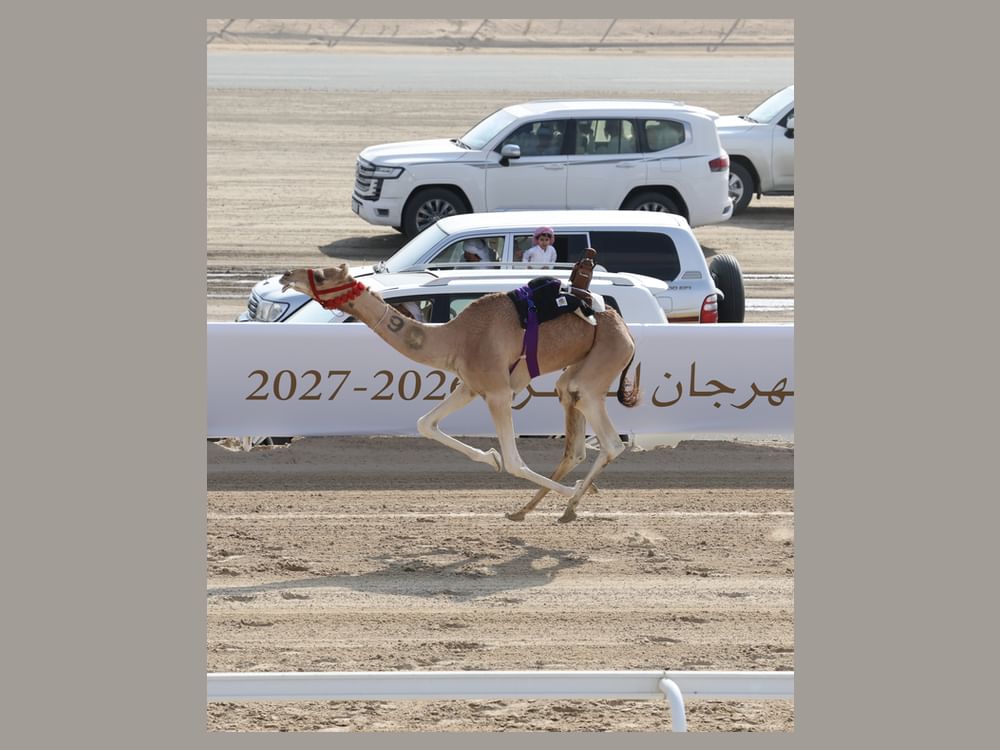 "مليحة" و"مرعوش" يحصدان "الكأس" و"البندقية" في مهرجان الظفرة للهجن 