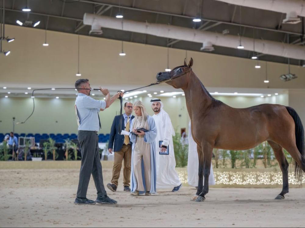 EAHS National Arabian Horse Championship gets under way with 253 horses